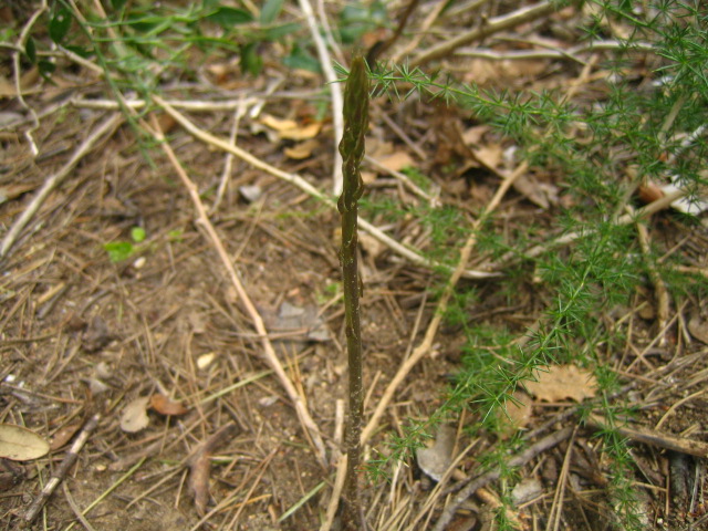 asperge sauvage_e0163884_110349.jpg