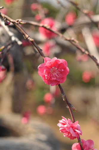 お花見散歩_f0166084_1291255.jpg