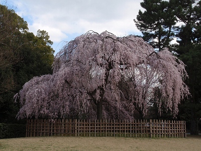 京都御苑 ～梅桃桜編_c0105785_14454387.jpg