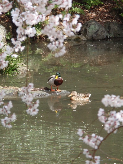 京都御苑 ～梅桃桜編_c0105785_913124.jpg