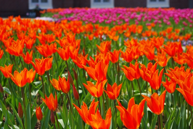 HUIS TEN BOSCH - Orange_f0150785_20381820.jpg