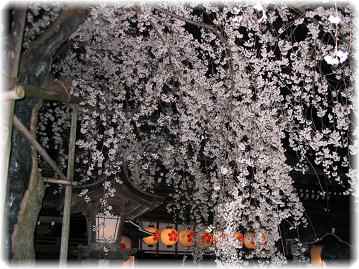 平野神社の夜桜_f0194690_15101597.jpg