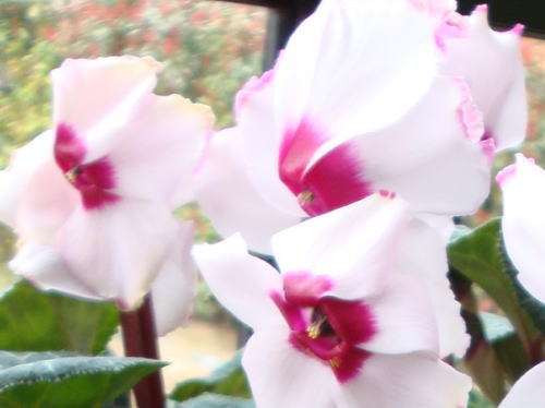 f0000091_10173825.jpg