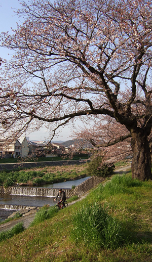 京都の桜2009　その２　高野川桜並木ゆれる三分咲き　_c0069903_539444.jpg