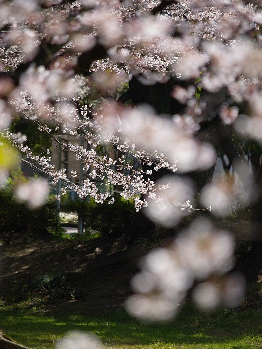 市内の桜　その２_e0075403_18351580.jpg