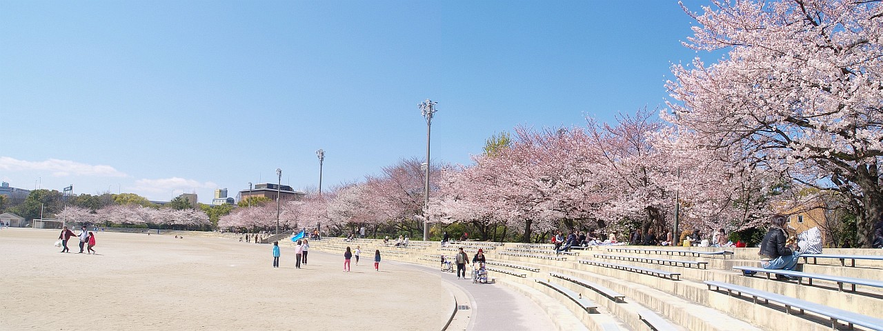 市内の桜　その２_e0075403_1835466.jpg