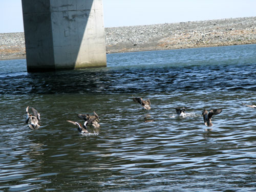 春の小田原の海辺をぉ散歩♬_c0011204_1557573.jpg