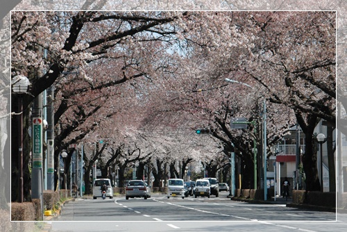 国立 桜並木_c0051105_21404051.jpg