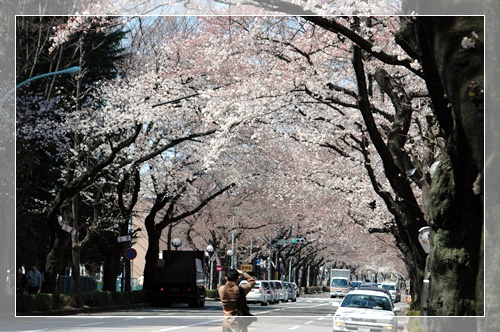 国立 桜並木_c0051105_21422669.jpg