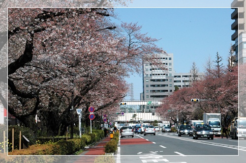 国立 桜並木_c0051105_21431045.jpg