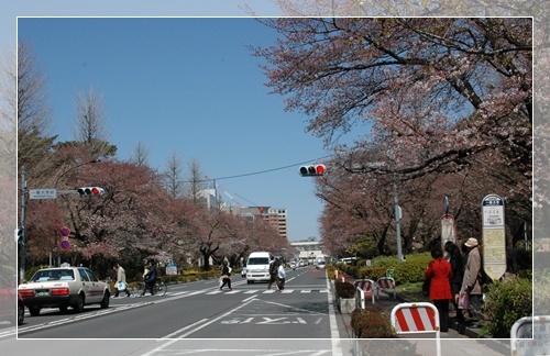 国立 桜並木_c0051105_21523573.jpg