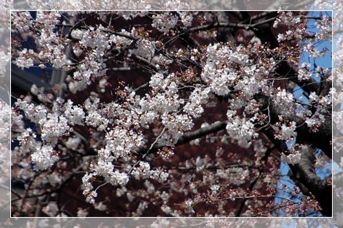国立 桜並木_c0051105_21541258.jpg