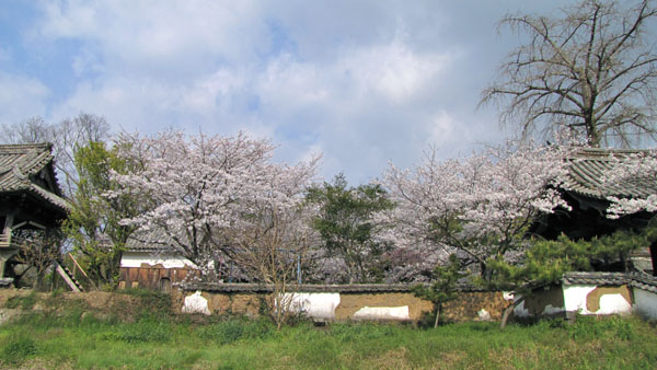 浄雲寺の桜_c0143006_22454380.jpg