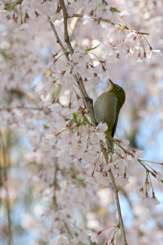 鎌倉　本覚寺のしだれ桜_a0093509_1157438.jpg