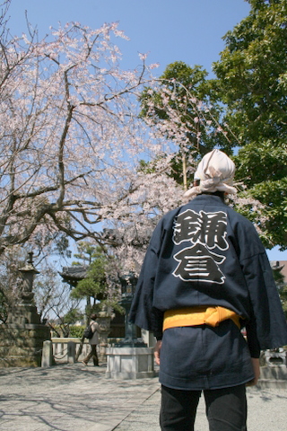 鎌倉　本覚寺のしだれ桜_a0093509_1423939.jpg