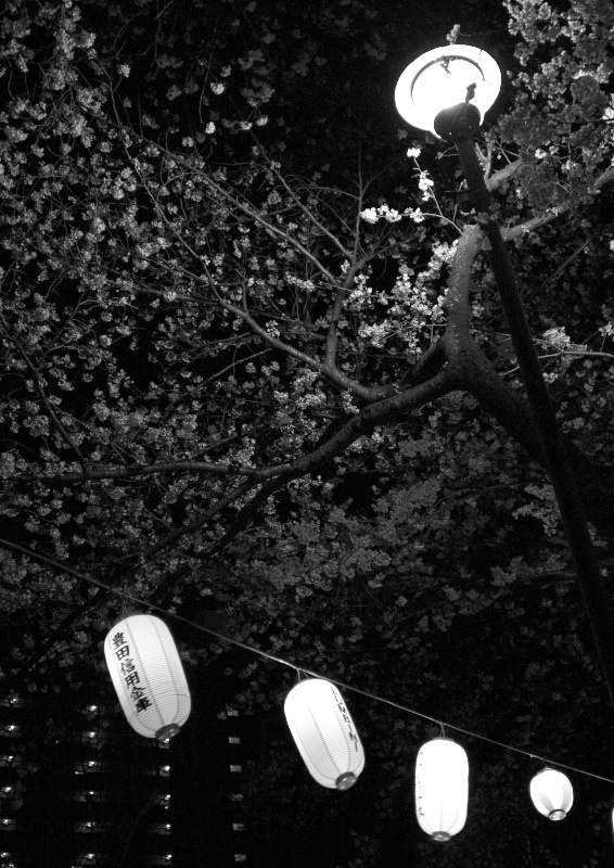 夜桜見物_b0098910_2264686.jpg