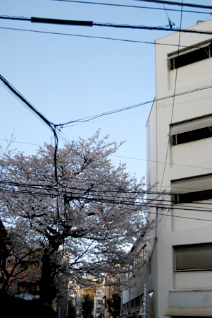 街なかの桜_d0113613_18455782.jpg