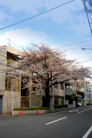 街なかの桜_d0113613_18543288.jpg