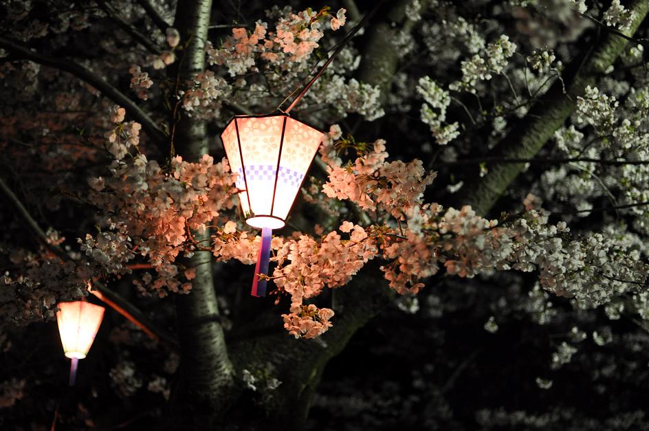 夜桜_c0046520_21271917.jpg