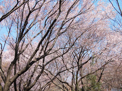 桜パトロール。_a0026127_15412244.jpg