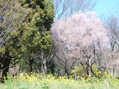 桜パトロール。_a0026127_15433126.jpg