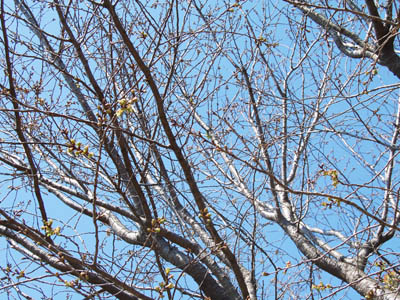 桜パトロール。_a0026127_1544048.jpg