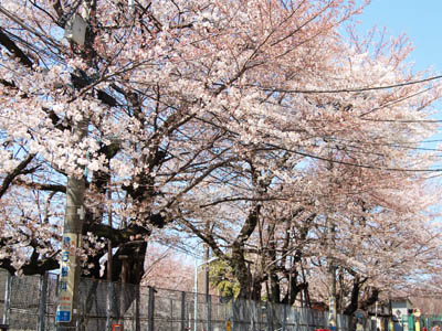 桜パトロール。_a0026127_15452625.jpg