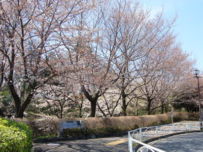 桜パトロール。_a0026127_1545425.jpg