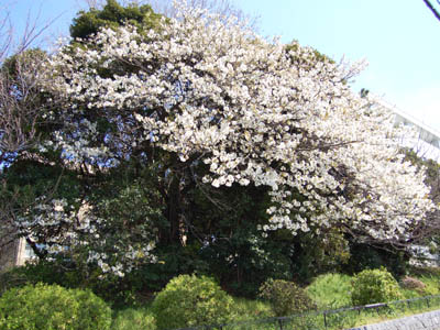 桜パトロール。_a0026127_15492755.jpg