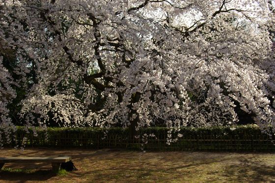 京都御苑…桜の下で_a0031741_13103376.jpg