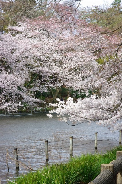 荒れ狂う桜： 今朝の吉祥寺・井の頭公園_a0009142_2224794.jpg