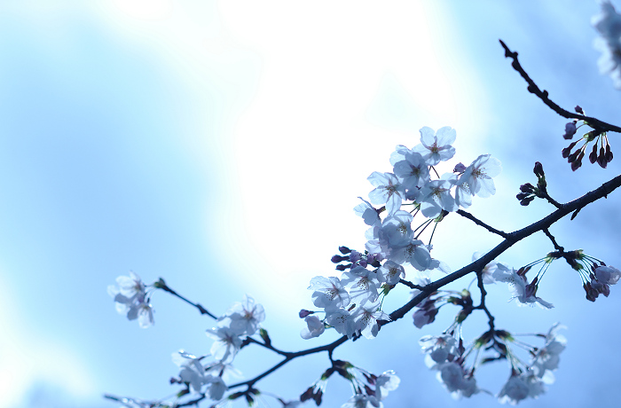 2009  sakura  ( blossoms blue)_c0118545_015526.jpg