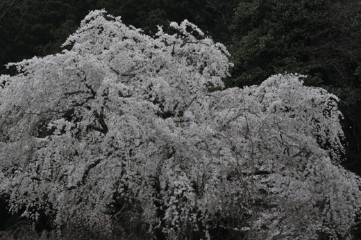 c0093046_747443.gif