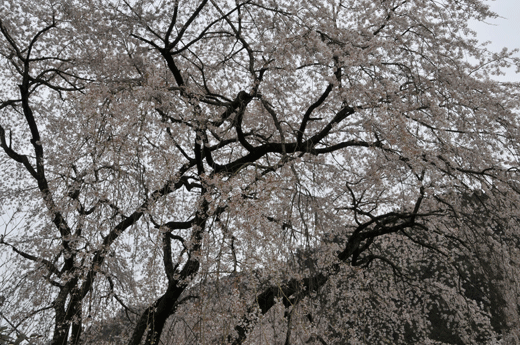 c0093046_74873.gif