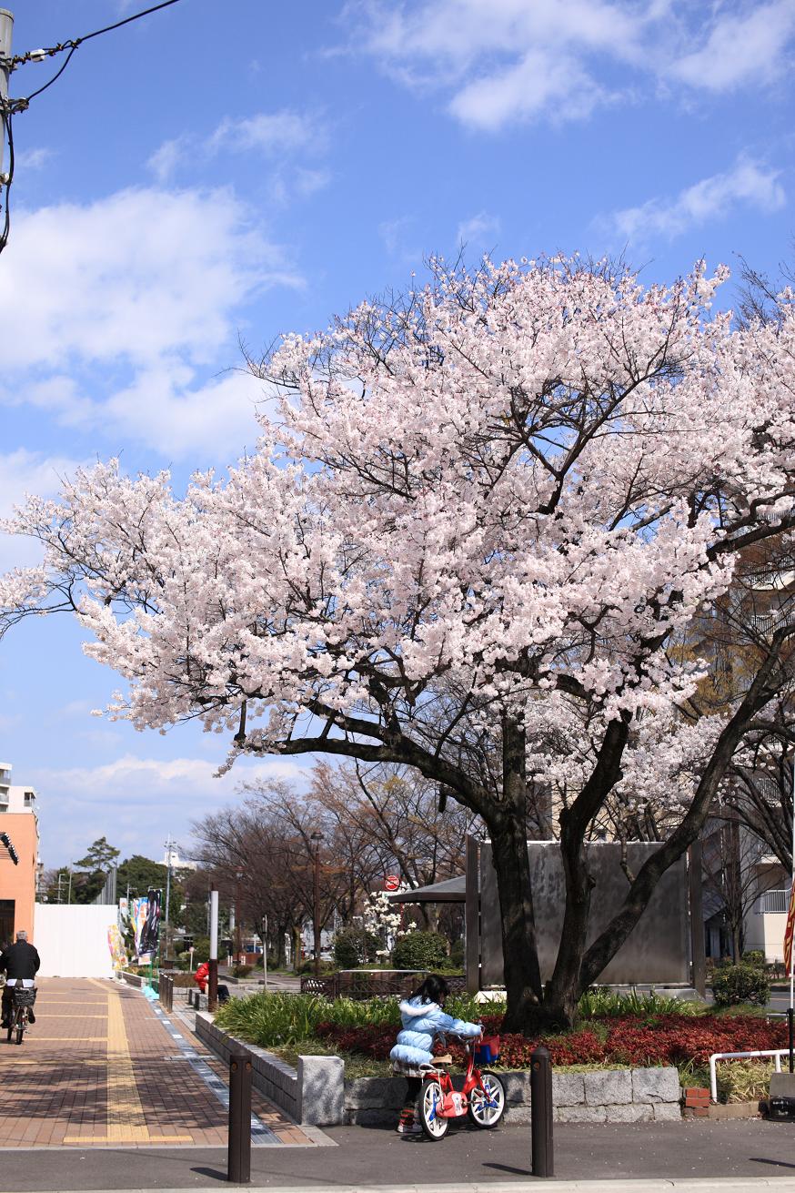 桜の木の大きさ Eos ５d Diary