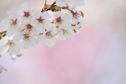 b0046050_158242.gif
