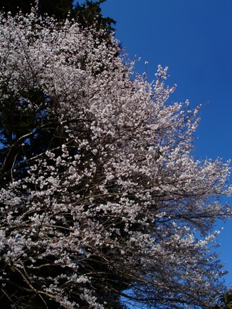 委嘱状とさくら雪、桜前線そこまで・・・_d0005250_20513552.jpg