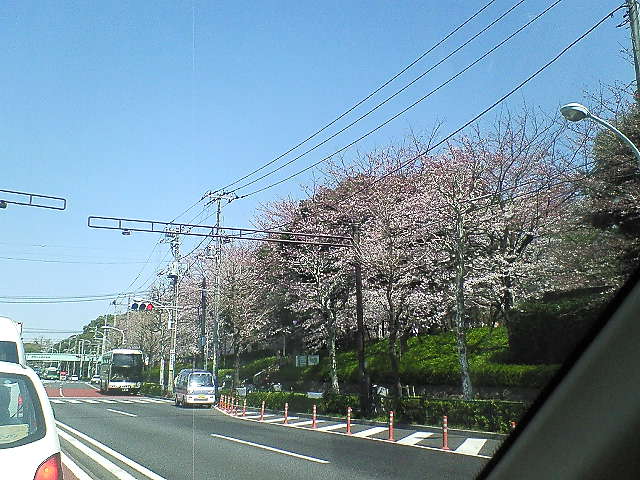 王子といえば、飛鳥山の桜でしょう_b0021251_114828.jpg