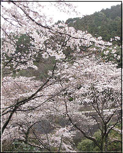 山桜の青江ダム（3/22）～_e0129453_128563.jpg