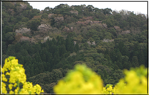 菜の花と山桜を求めて（3/22）　～～_e0129453_1355029.jpg