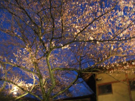 2009年　4月2日かねよの「桜」実況中継_c0078659_16122236.jpg