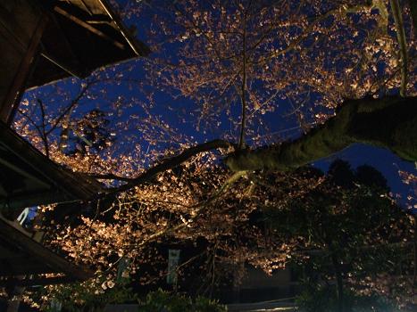 2009年　4月2日かねよの「桜」実況中継_c0078659_16271316.jpg
