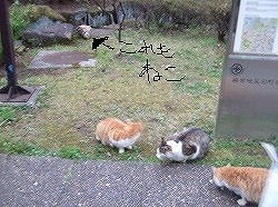 六本木の猫ふたたび_c0047860_21412716.jpg