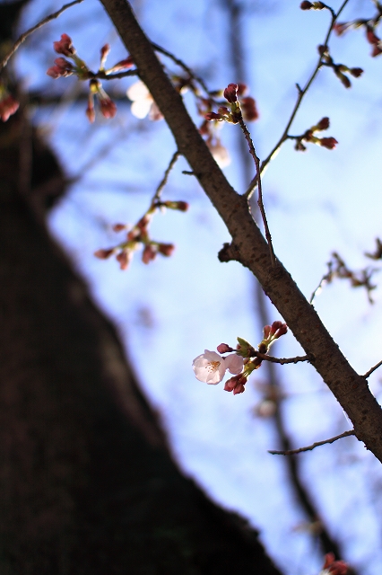 ご近所の桜。。ソメイヨシノ_d0152261_1038160.jpg