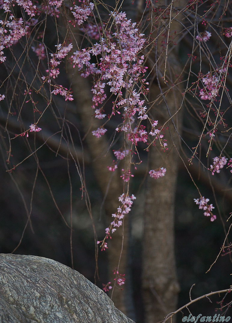 またまたG池の桜_b0123663_22231622.jpg