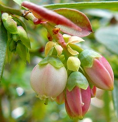 サンシャインブルーが開花 ほぼ鉢植えガーデン サンシャインブルーが開花 ほぼ鉢植えガーデン