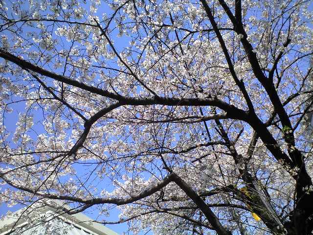 桜・♪(*^ ・^)ノ⌒☆_c0151965_1314360.jpg