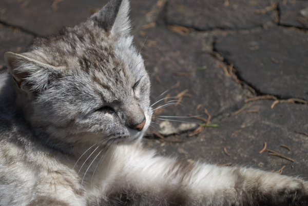 稲毛海浜公園の猫_c0168669_14312866.jpg