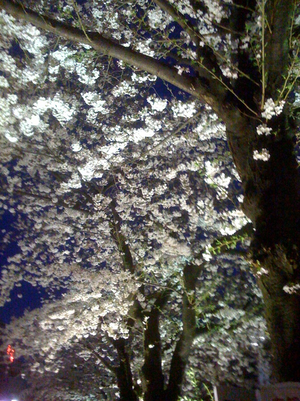 sakura...._e0169470_22481448.jpg