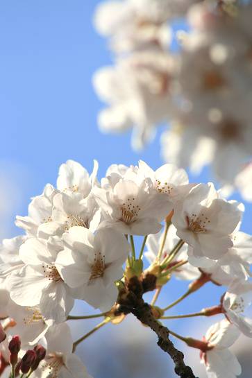 今日も桜散歩_d0080673_23591892.jpg